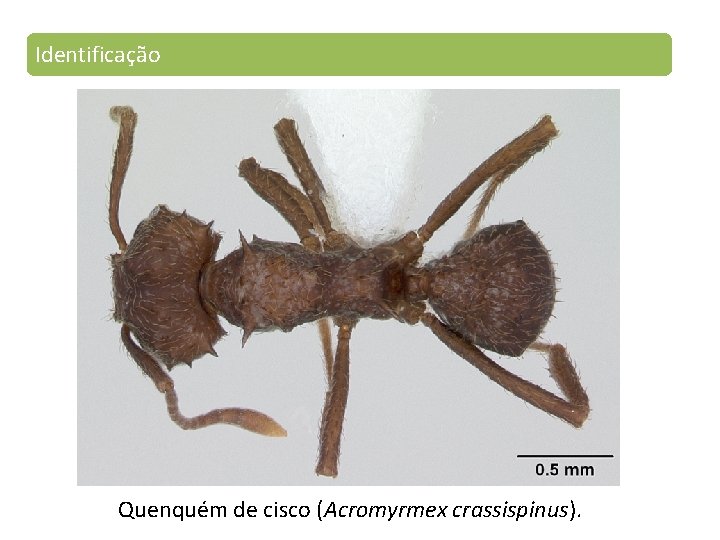 Identificação Quenquém de cisco (Acromyrmex crassispinus). 