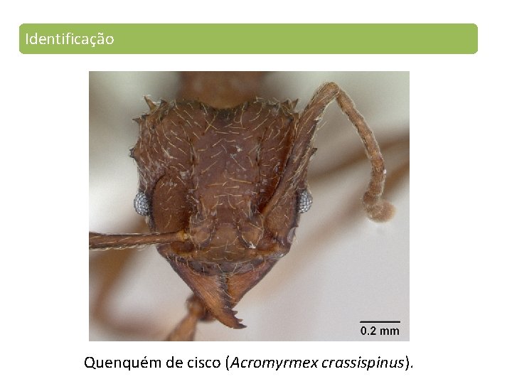 Identificação Quenquém de cisco (Acromyrmex crassispinus). 