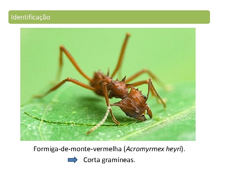 Identificação Formiga-de-monte-vermelha (Acromyrmex heyri). Corta gramíneas. 