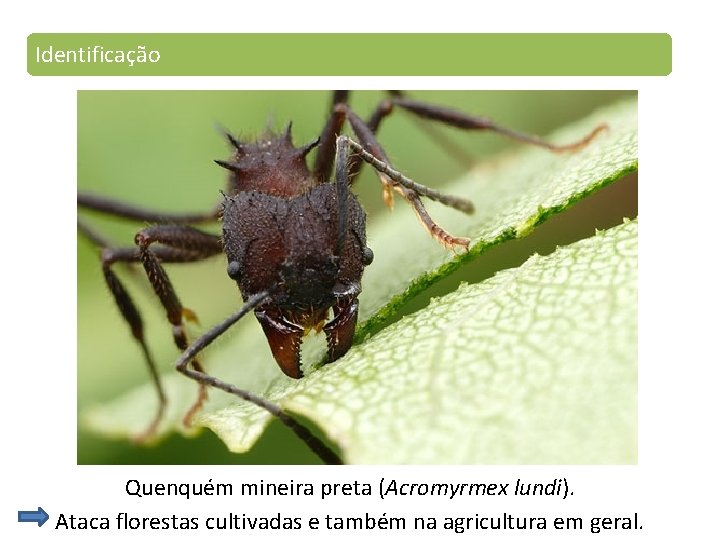 Identificação Quenquém mineira preta (Acromyrmex lundi). Ataca florestas cultivadas e também na agricultura em