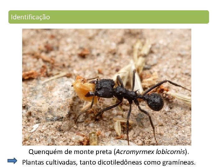 Identificação Quenquém de monte preta (Acromyrmex lobicornis). Plantas cultivadas, tanto dicotiledôneas como gramíneas. 