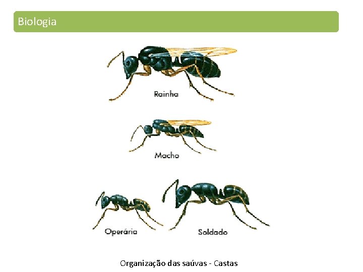 Biologia Organização das saúvas - Castas 