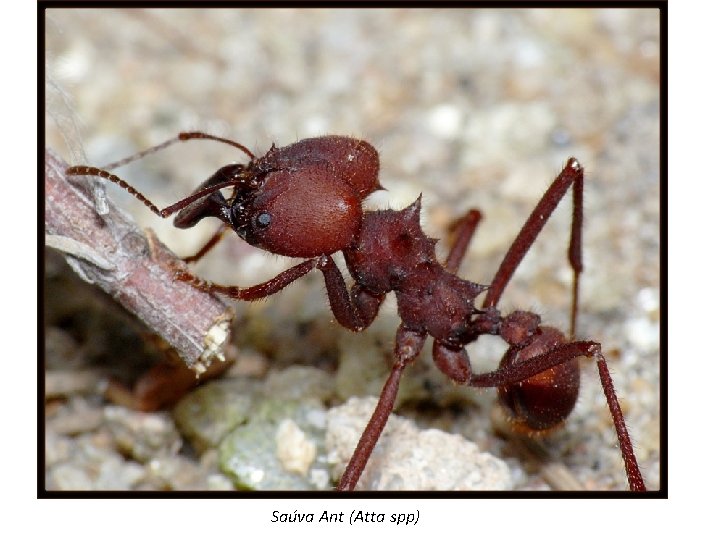 Saúva Ant (Atta spp) 