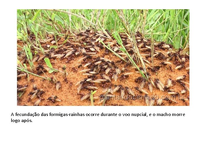 A fecundação das formigas-rainhas ocorre durante o voo nupcial, e o macho morre logo