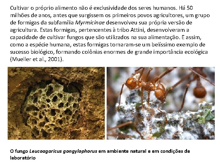 Cultivar o próprio alimento não é exclusividade dos seres humanos. Há 50 milhões de