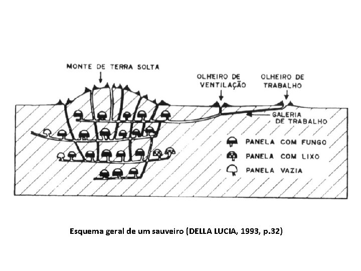 Esquema geral de um sauveiro (DELLA LUCIA, 1993, p. 32) 