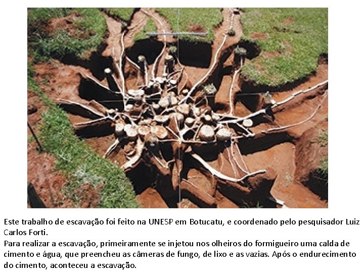 Este trabalho de escavação foi feito na UNESP em Botucatu, e coordenado pelo pesquisador