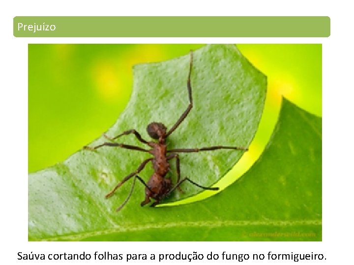 Prejuízo Saúva cortando folhas para a produção do fungo no formigueiro. 