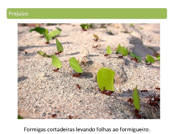 Prejuízo Formigas cortadeiras levando folhas ao formigueiro. 