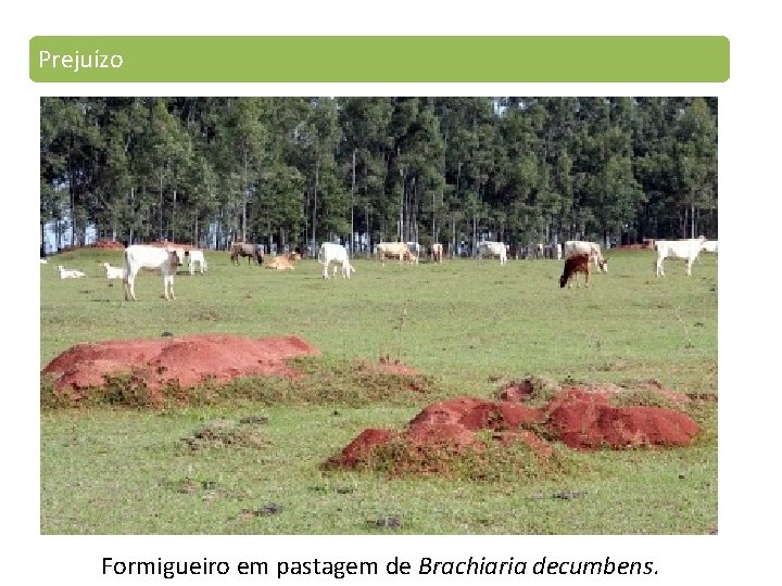 Prejuízo Formigueiro em pastagem de Brachiaria decumbens. 