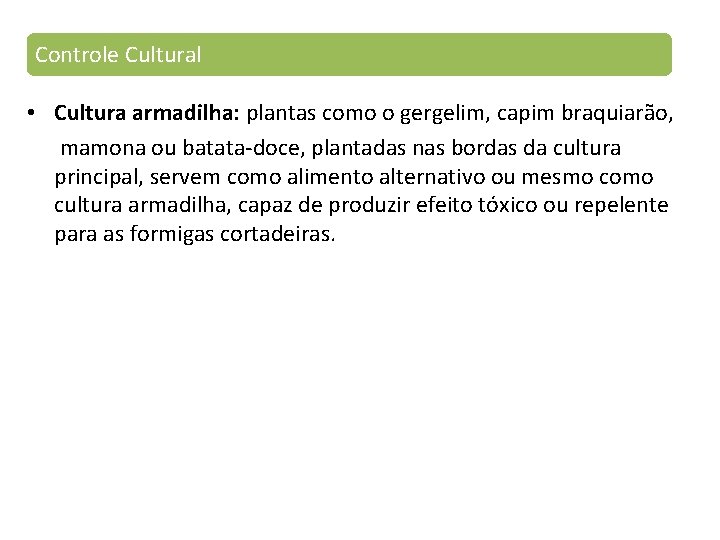 Controle Cultural • Cultura armadilha: plantas como o gergelim, capim braquiarão, mamona ou batata-doce,