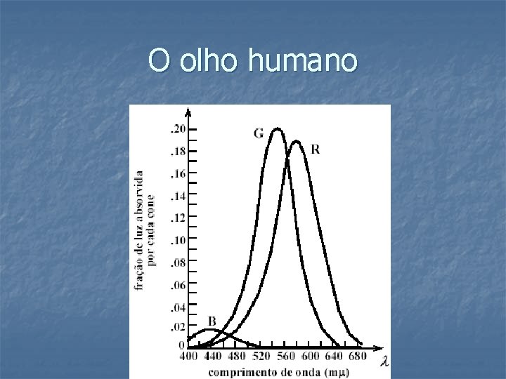 O olho humano 