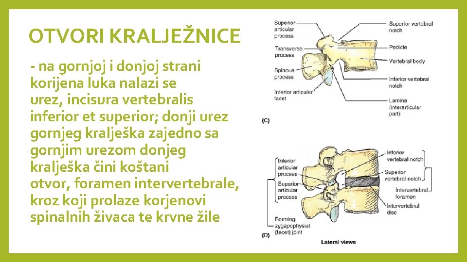 OTVORI KRALJEŽNICE - na gornjoj i donjoj strani korijena luka nalazi se urez, incisura OTVORI KRALJEŽNICE - na gornjoj i donjoj strani korijena luka nalazi se urez, incisura