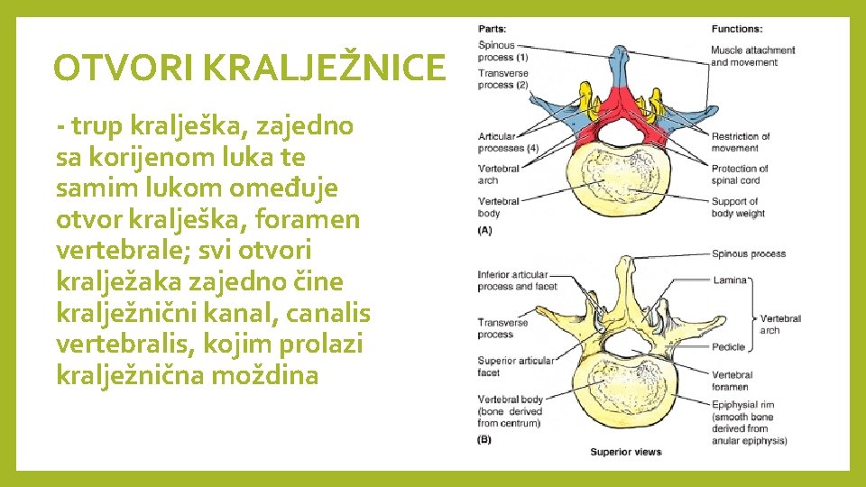 OTVORI KRALJEŽNICE - trup kralješka, zajedno sa korijenom luka te samim lukom omeđuje otvor OTVORI KRALJEŽNICE - trup kralješka, zajedno sa korijenom luka te samim lukom omeđuje otvor