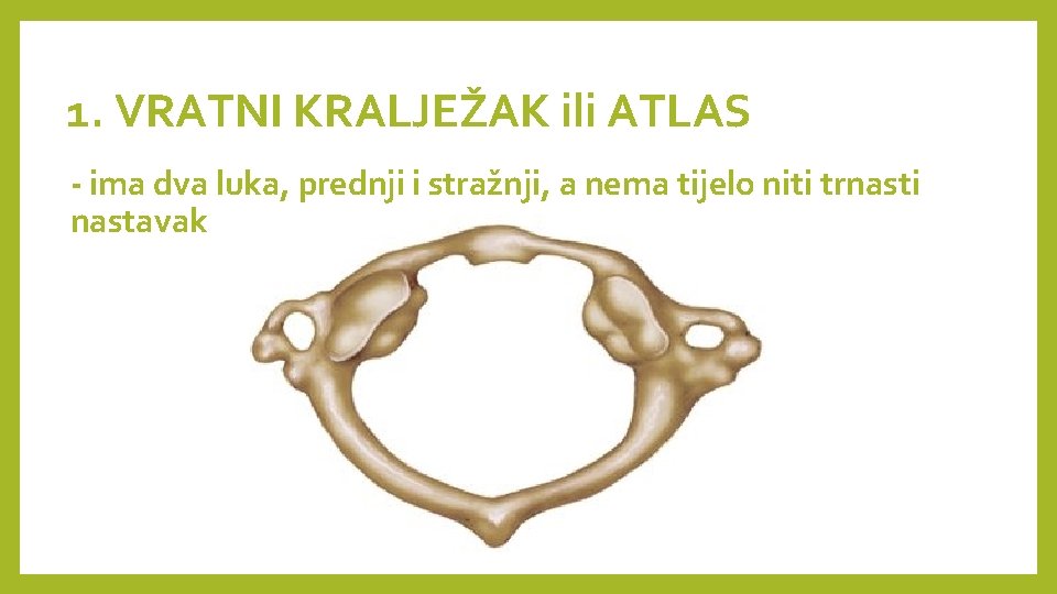 1. VRATNI KRALJEŽAK ili ATLAS - ima dva luka, prednji i stražnji, a nema 1. VRATNI KRALJEŽAK ili ATLAS - ima dva luka, prednji i stražnji, a nema