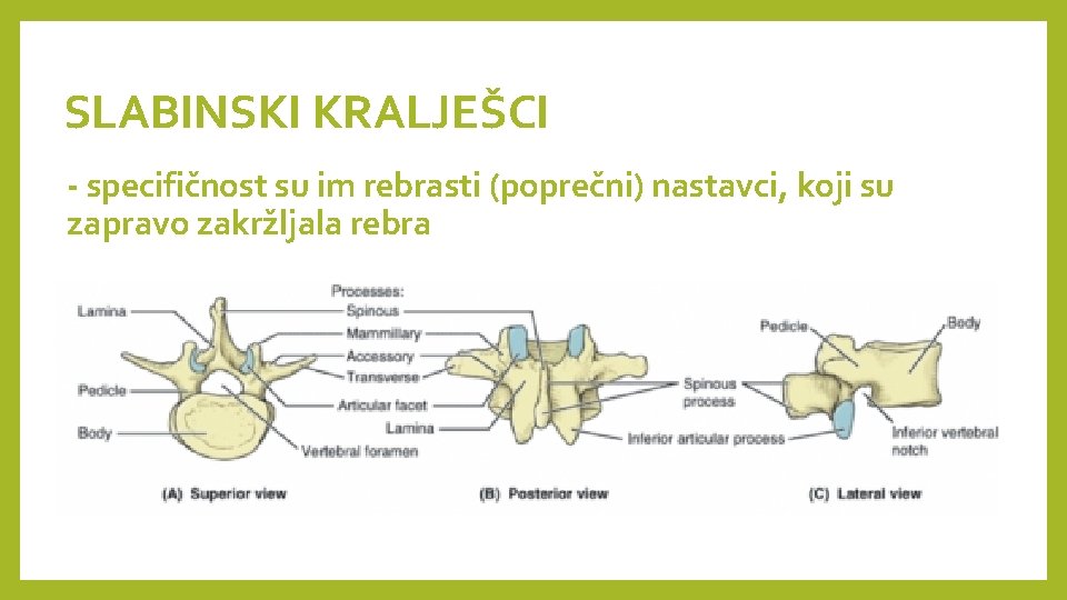SLABINSKI KRALJEŠCI - specifičnost su im rebrasti (poprečni) nastavci, koji su zapravo zakržljala rebra SLABINSKI KRALJEŠCI - specifičnost su im rebrasti (poprečni) nastavci, koji su zapravo zakržljala rebra