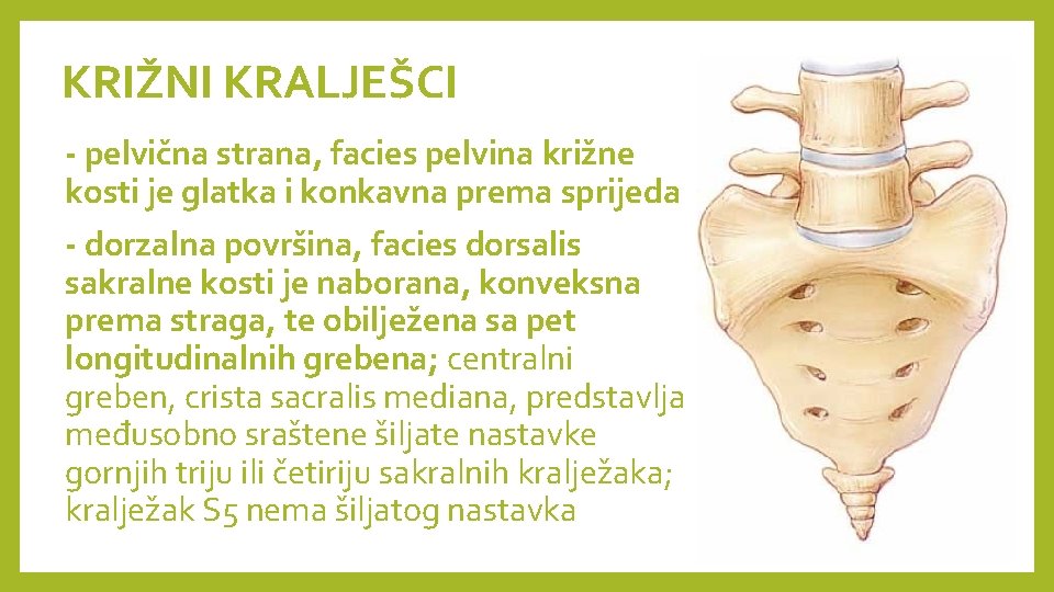 KRIŽNI KRALJEŠCI - pelvična strana, facies pelvina križne kosti je glatka i konkavna prema KRIŽNI KRALJEŠCI - pelvična strana, facies pelvina križne kosti je glatka i konkavna prema