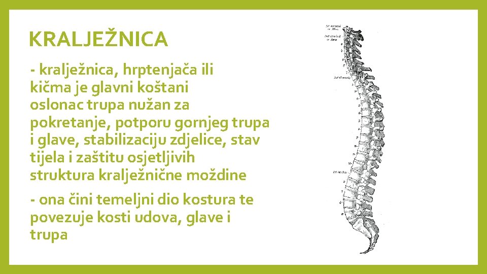 KRALJEŽNICA - kralježnica, hrptenjača ili kičma je glavni koštani oslonac trupa nužan za pokretanje, KRALJEŽNICA - kralježnica, hrptenjača ili kičma je glavni koštani oslonac trupa nužan za pokretanje,