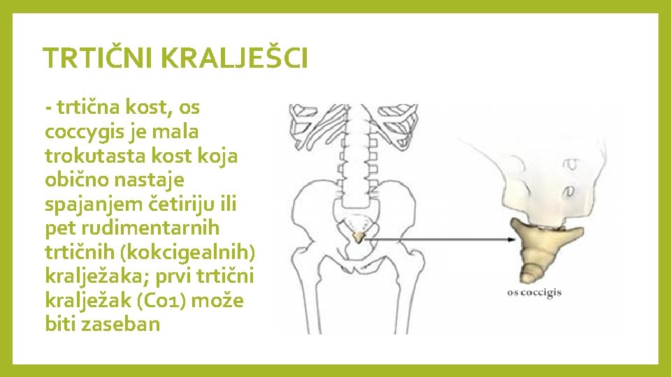 TRTIČNI KRALJEŠCI - trtična kost, os coccygis je mala trokutasta kost koja obično nastaje TRTIČNI KRALJEŠCI - trtična kost, os coccygis je mala trokutasta kost koja obično nastaje