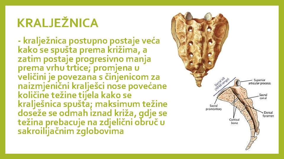 KRALJEŽNICA - kralježnica postupno postaje veća kako se spušta prema križima, a zatim postaje KRALJEŽNICA - kralježnica postupno postaje veća kako se spušta prema križima, a zatim postaje