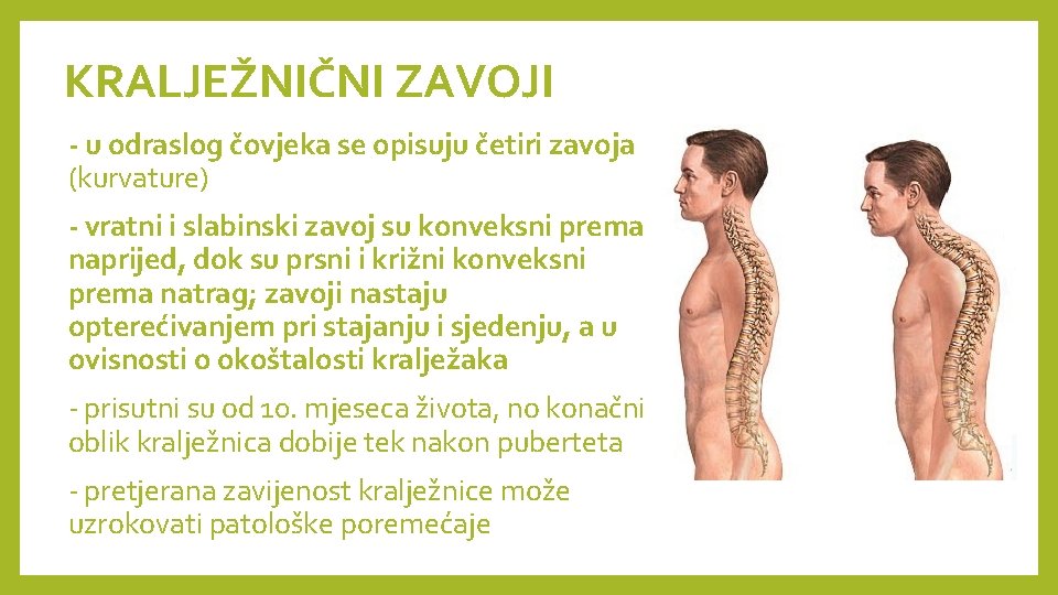 KRALJEŽNIČNI ZAVOJI - u odraslog čovjeka se opisuju četiri zavoja (kurvature) - vratni i KRALJEŽNIČNI ZAVOJI - u odraslog čovjeka se opisuju četiri zavoja (kurvature) - vratni i