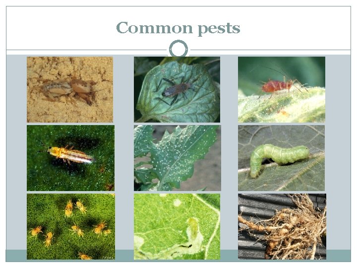 Common pests 