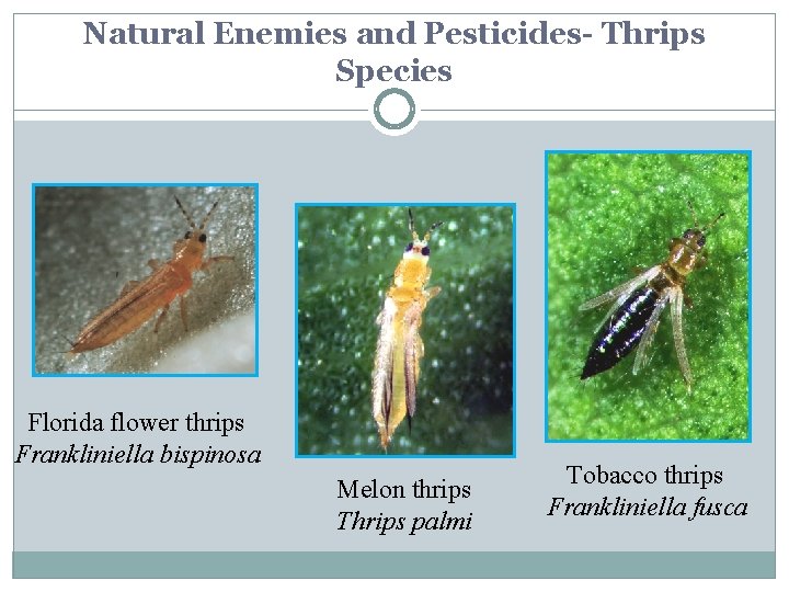 Natural Enemies and Pesticides- Thrips Species Florida flower thrips Frankliniella bispinosa Melon thrips Thrips