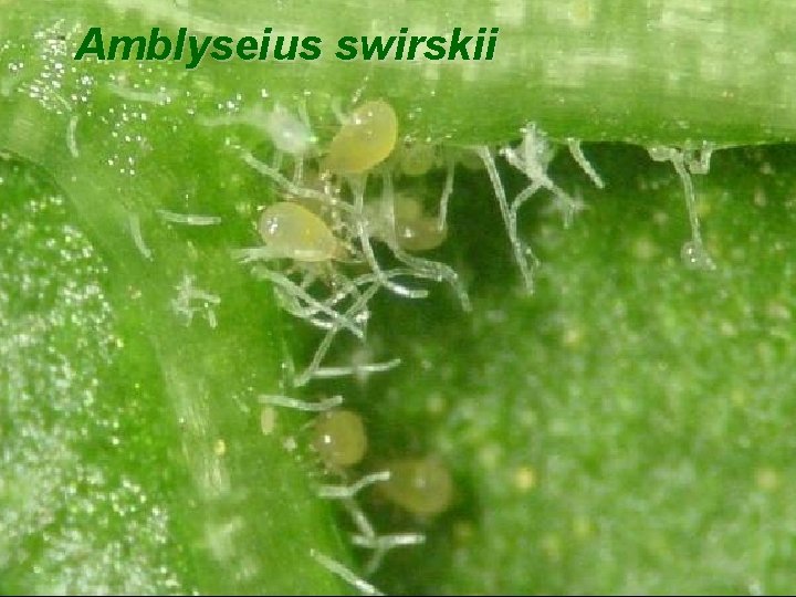 Amblyseius swirskii 