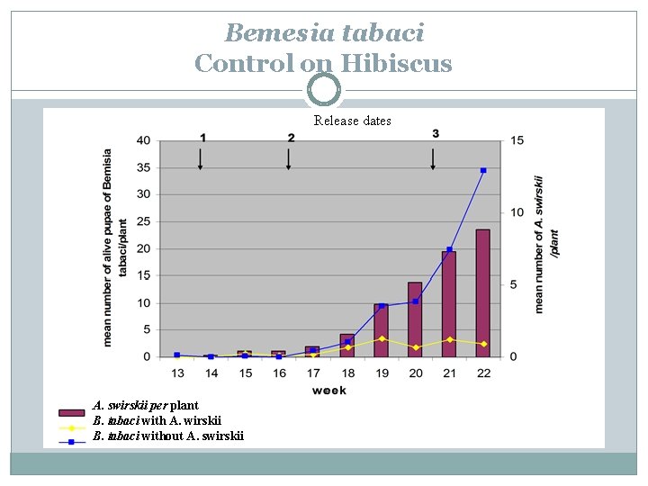 Bemesia tabaci Control on Hibiscus Release dates A. swirskii per plant B. tabaci with