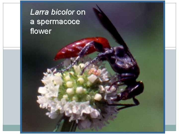 Larra bicolor on a spermacoce flower 
