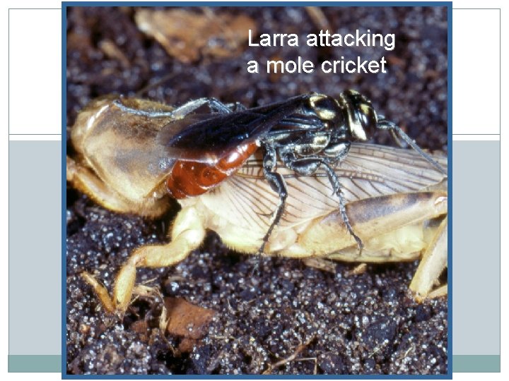 Larra attacking a mole cricket 