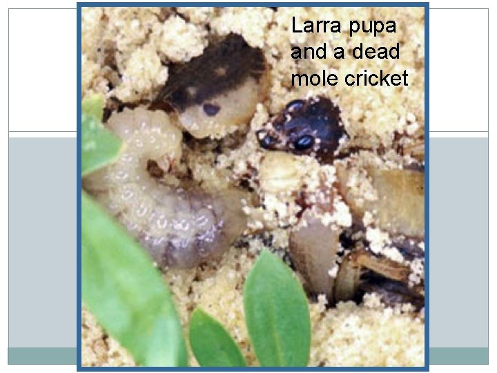 Larra pupa and a dead mole cricket 