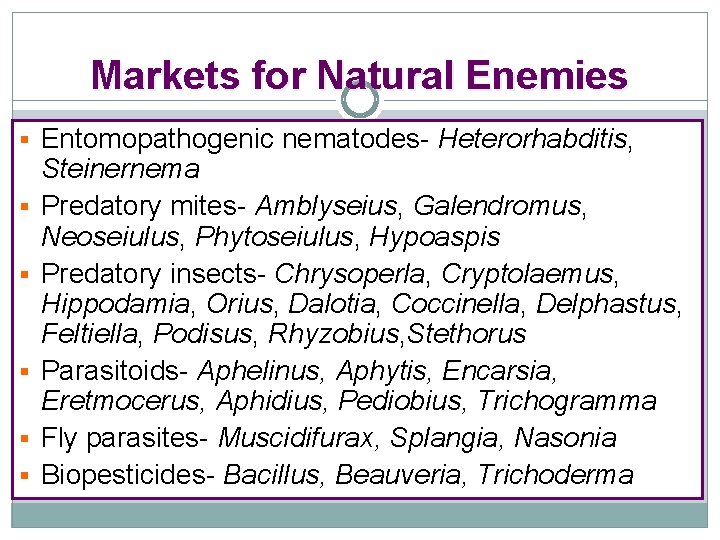 Markets for Natural Enemies § Entomopathogenic nematodes- Heterorhabditis, § § § Steinernema Predatory mites-