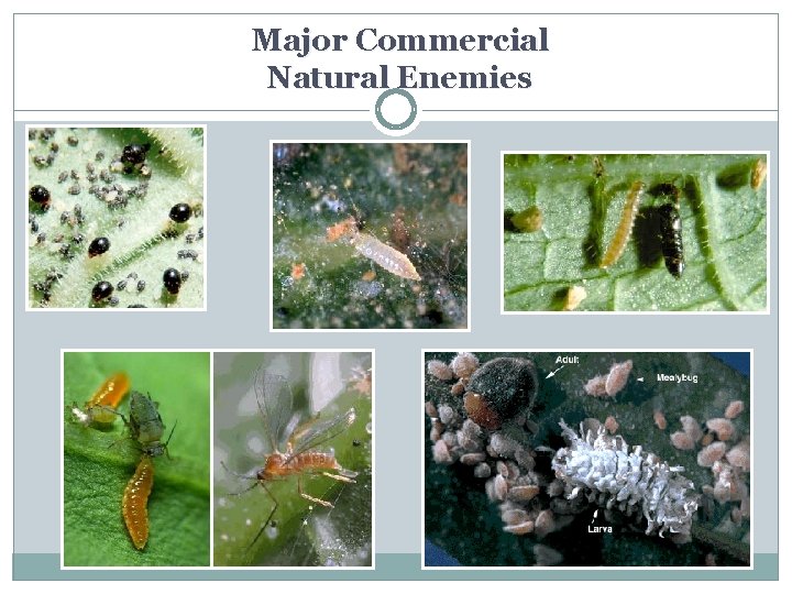 Major Commercial Natural Enemies 