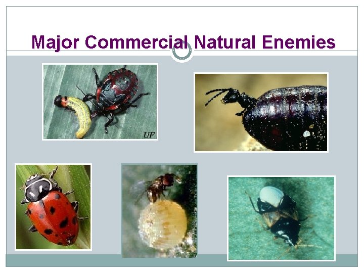 Major Commercial Natural Enemies 