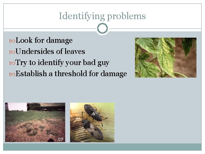 Identifying problems Look for damage Undersides of leaves Try to identify your bad guy