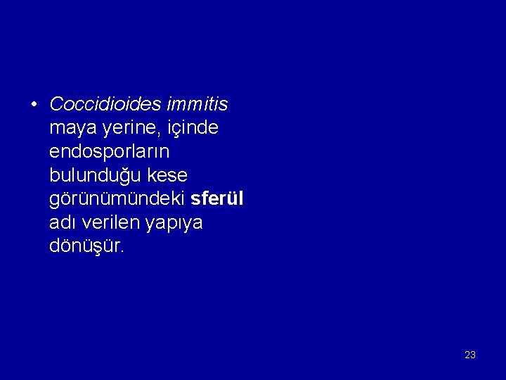  • Coccidioides immitis maya yerine, içinde endosporların bulunduğu kese görünümündeki sferül adı verilen