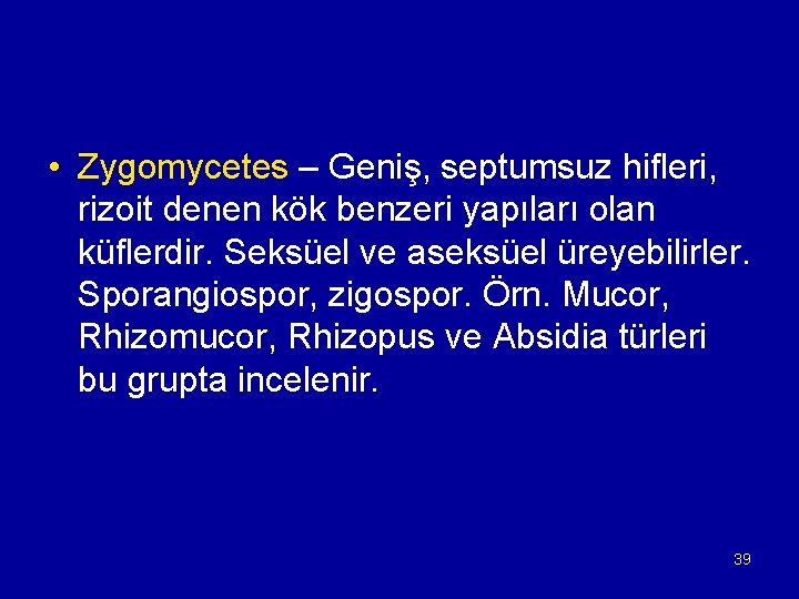  • Zygomycetes – Geniş, septumsuz hifleri, rizoit denen kök benzeri yapıları olan küflerdir.