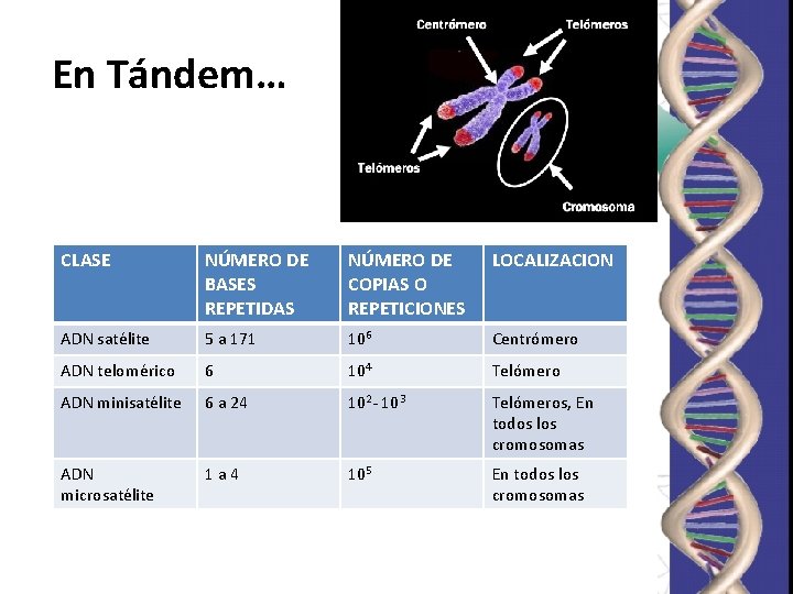 En Tándem… CLASE NÚMERO DE BASES REPETIDAS NÚMERO DE COPIAS O REPETICIONES LOCALIZACION ADN