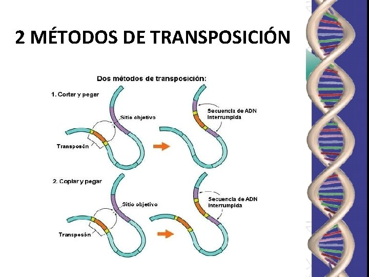 2 MÉTODOS DE TRANSPOSICIÓN 