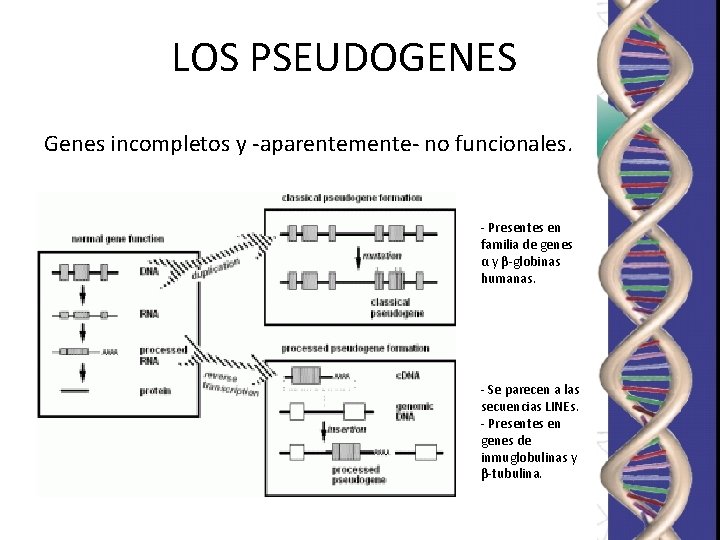 LOS PSEUDOGENES Genes incompletos y -aparentemente- no funcionales. - Presentes en familia de genes