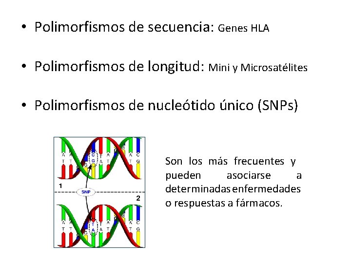  • Polimorfismos de secuencia: Genes HLA • Polimorfismos de longitud: Mini y Microsatélites