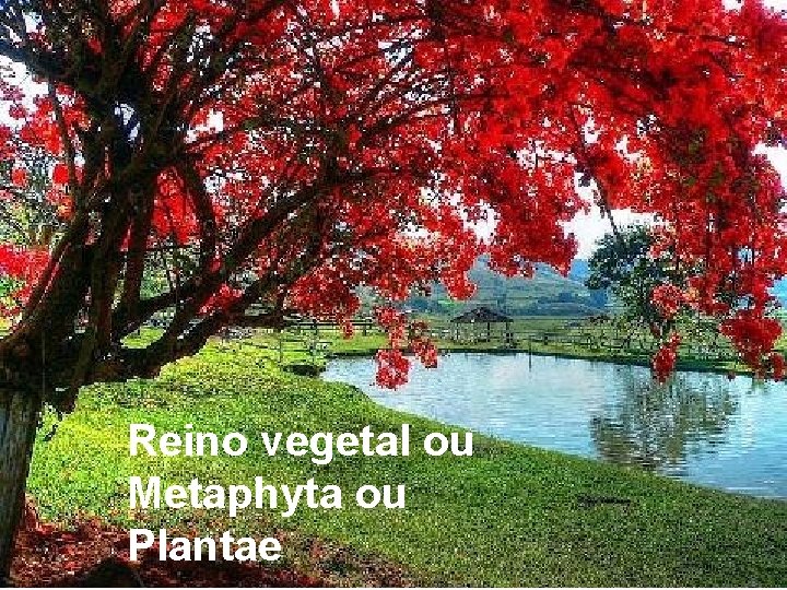 Reino vegetal ou Metaphyta ou Plantae 