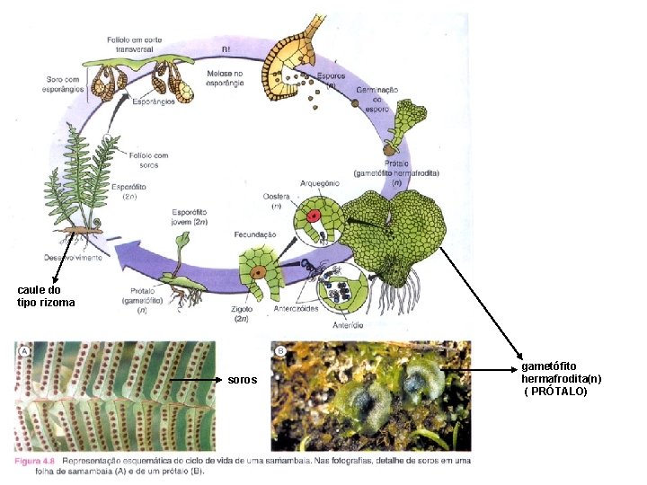 caule do tipo rizoma soros gametófito hermafrodita(n) ( PRÓTALO) 