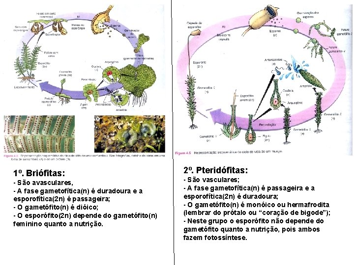 1º. Briófitas: - São avasculares, - A fase gametofítica(n) é duradoura e a esporofítica(2