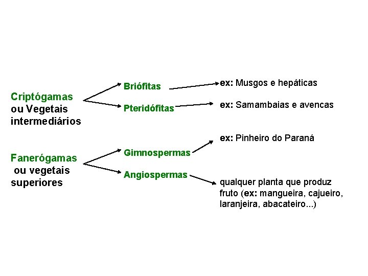 Criptógamas ou Vegetais intermediários Briófitas ex: Musgos e hepáticas Pteridófitas ex: Samambaias e avencas