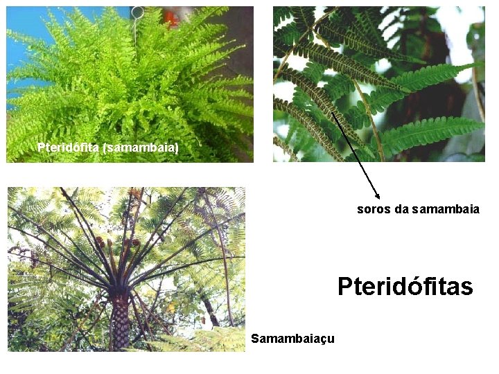 Pteridófita (samambaia) soros da samambaia Pteridófitas Samambaiaçu 