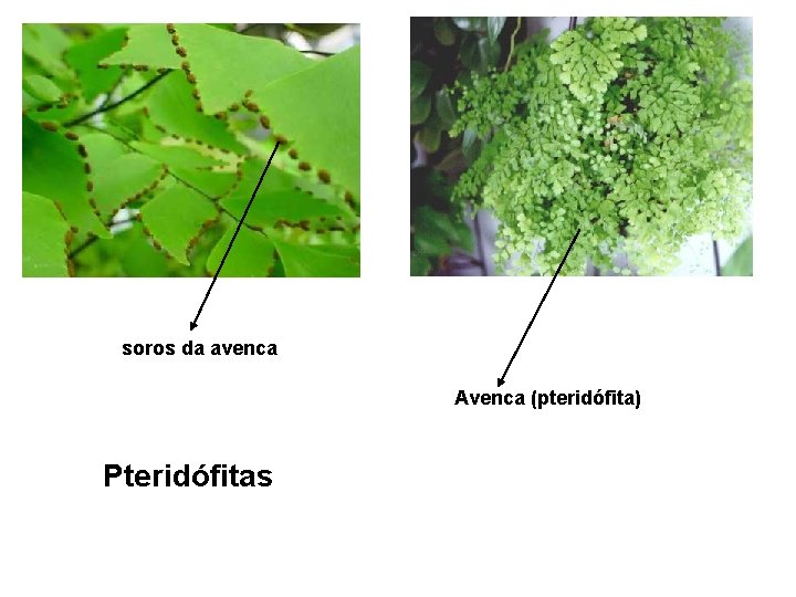 soros da avenca Avenca (pteridófita) Pteridófitas 