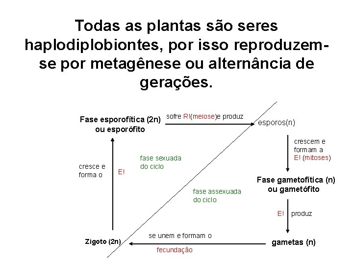 Todas as plantas são seres haplodiplobiontes, por isso reproduzemse por metagênese ou alternância de