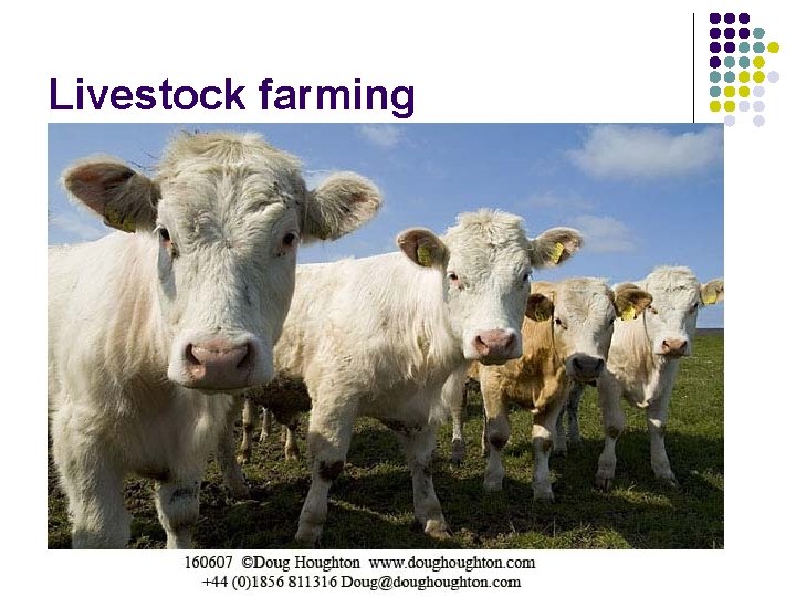 Livestock farming Livestock farming